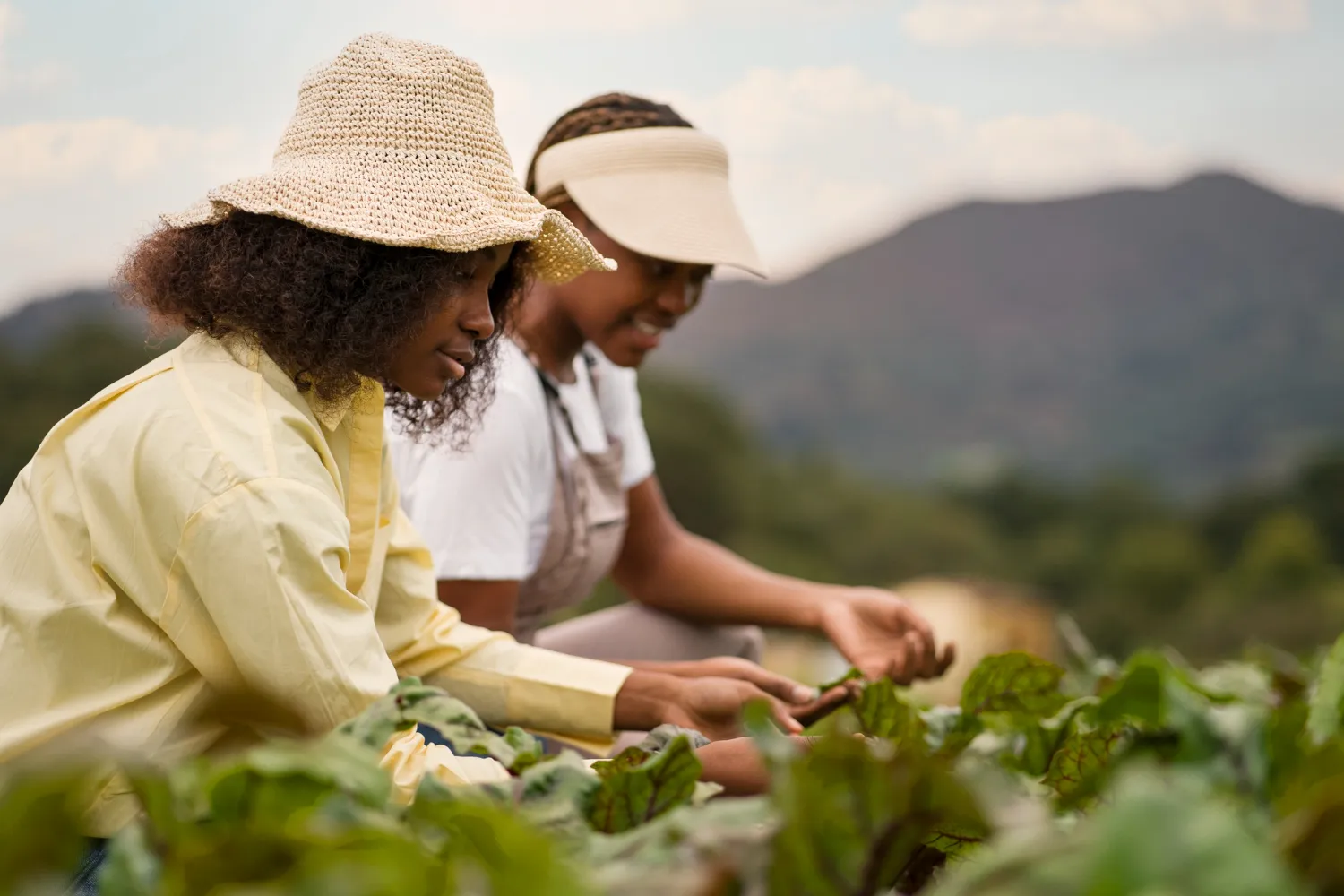 How to Transition from Chemical to Organic Farming Successfully