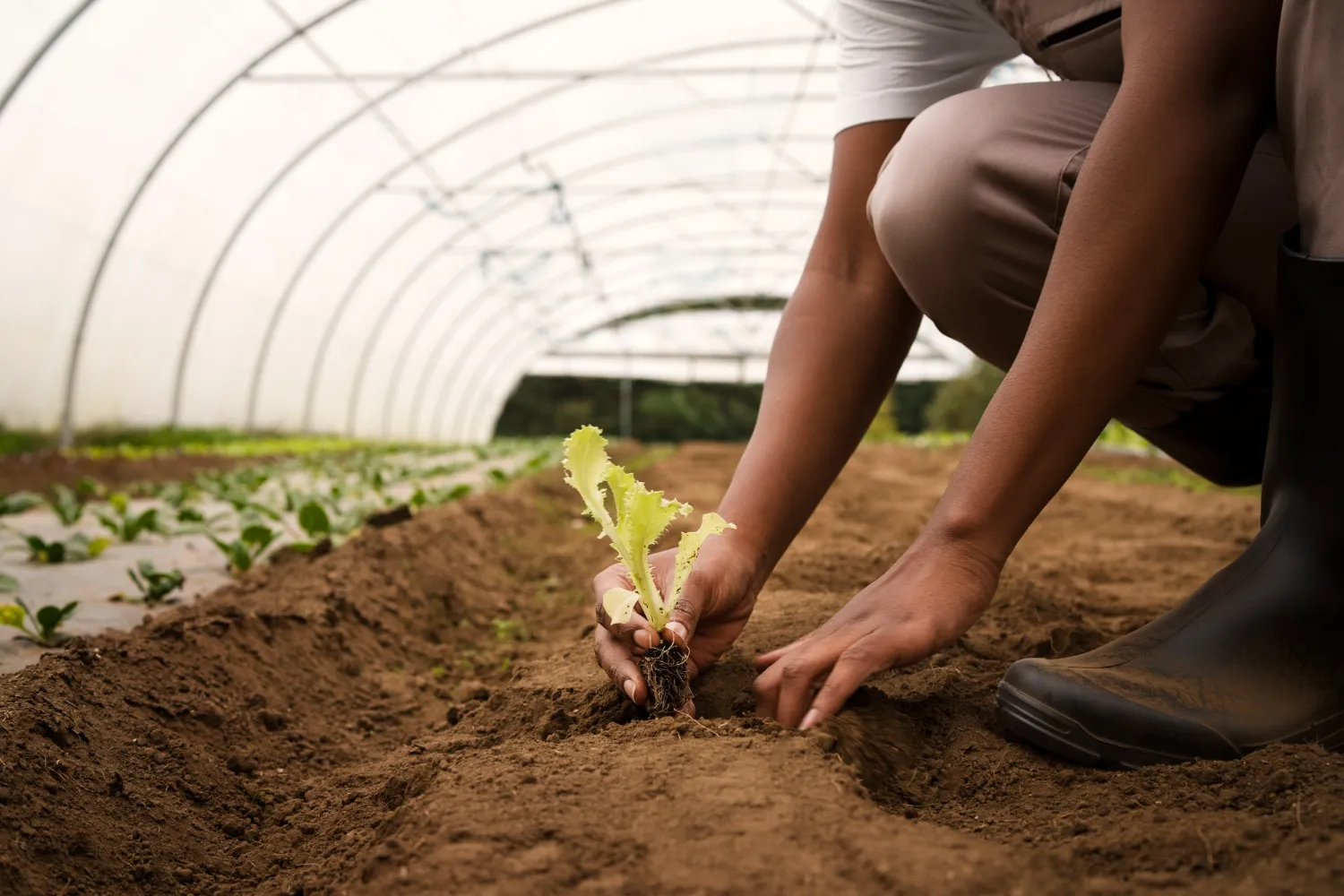 Sustainable Farming Practices for Higher Yields